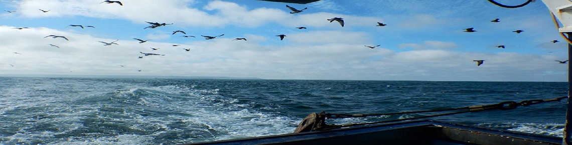 mer avec oiseaux